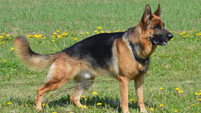 Το λυκόσκυλο και η αλογόμυγα: Το ανέκδοτο της ημέρας (13/05)