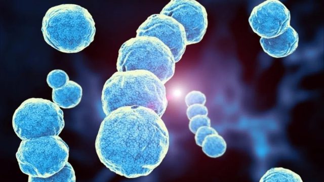 Η αλήθεια για τον στρεπτόκοκκο: Πόσο επιθετικός μπορεί να γίνει – Συμπτώματα, διάγνωση και θεραπεία