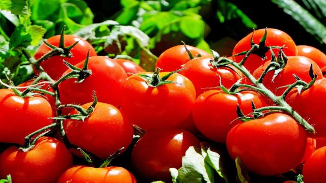 Γιατί οι ντομάτες δεν… αγαπούν το ψυγείο