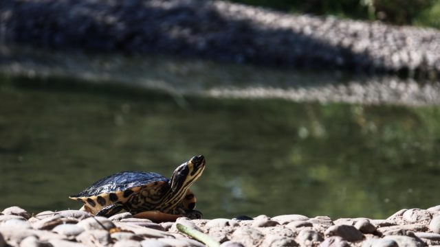 Παγκόσμια Ημέρα της Χελώνας: Κι όμως υπάρχει!