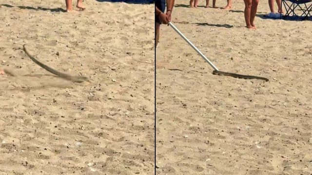 Πανικός σε παραλία της Χαλκιδικής: Εμφανίστηκε φίδι σε beach bar (video)