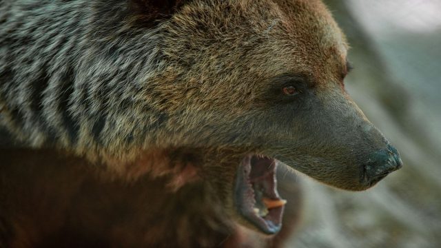 Ο ορισμός του λάθους έγινε στη Δράμα: Τα έξι πράγματα που πρέπει να κάνουμε αν συναντήσουμε την «Ελληνίδα» καφέ αρκούδα