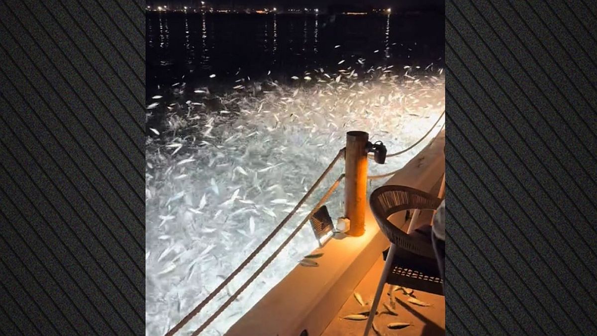 «Ιπτάμενα» ψάρια στην Πρέβεζα: Το σπάνιο φαινόμενο που συμβαίνει κάθε χρόνο (video)