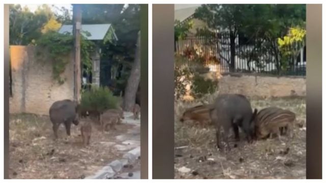 Έπος: «Οικογένεια» αγριογούρουνων κάνει… βόλτες στους Θρακομακεδόνες
