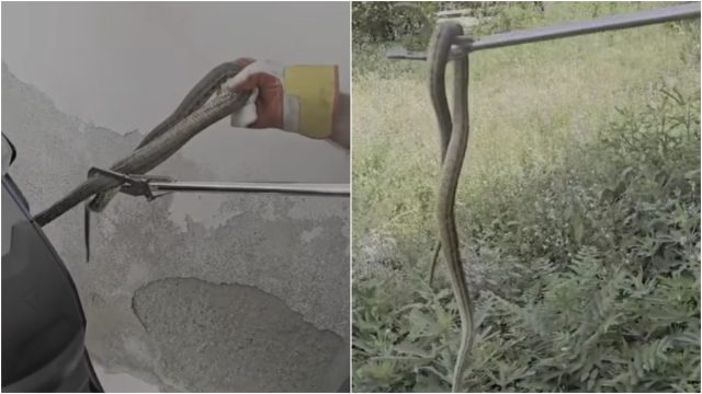 Βολιώτης πήγε να ανέβει στη μηχανή του και αντίκρισε φίδι – «Τρύπωσε» και δεν έφευγε