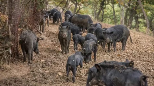 «Καμπανάκι» στις Σέρρες: Κρούσμα αφρικανικής πανώλης σε χοίρους και έκτακτα μέτρα