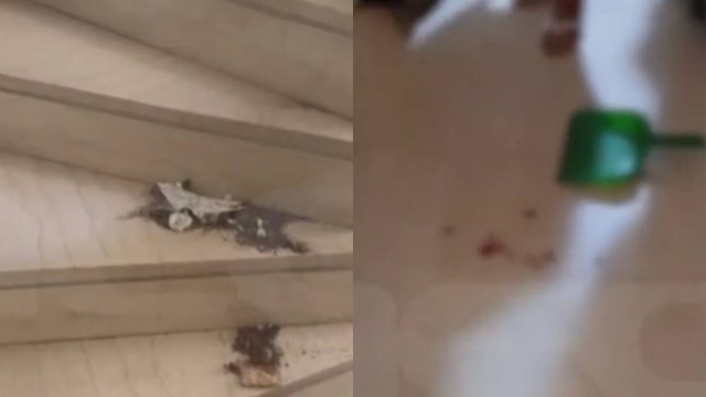 «Μου βγήκε το χέρι, δεν μπορούσα να αμυνθώ»: Είχε επιτεθεί ξανά η 40χρονη ηθοποιός με το κατσαβίδι
