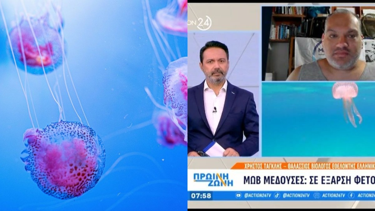 «Καμπανάκι» για τις μωβ μέδουσες: Σημαντική αύξηση στις ελληνικές ακτές – Πώς να προστατευτείτε