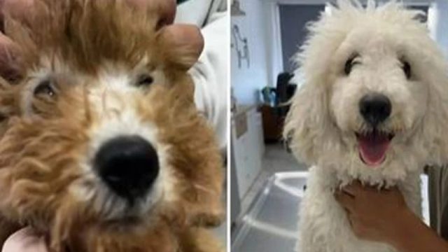 Αδιανόητη καταγγελία: Αγόρασε καφέ poodle κι εκείνο… ξέβαψε και πήρε 15 κιλά!