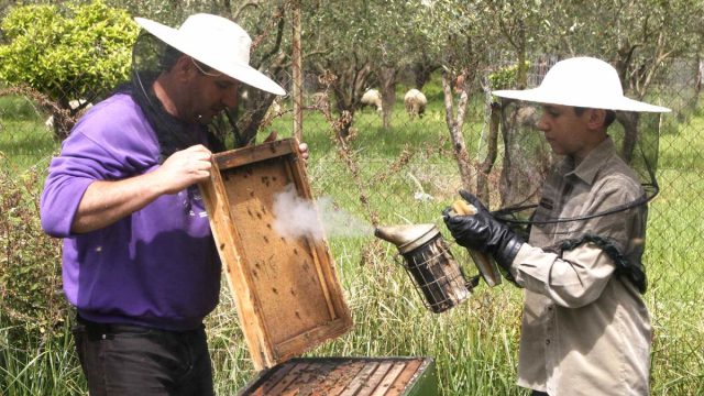 Σκάνδαλο Νο2 στον ΟΠΕΚΕΠΕ: Στο στόχαστρο η βιολογική μελισσοκομία