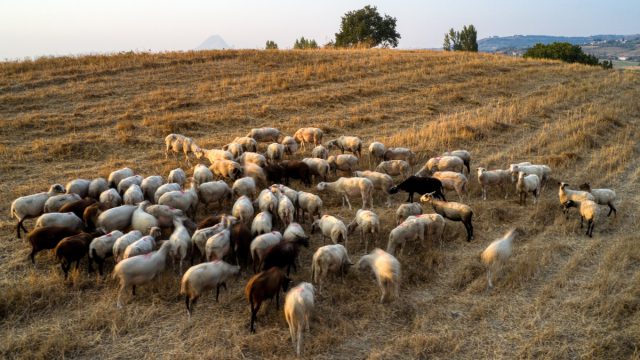 Σκάνδαλο ΟΠΕΚΕΠΕ: Ενοχή 7 κατηγορουμένων ζήτησε η εισαγγελέας
