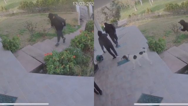 Απόπειρα διάρρηξης με… ατάραχο σκύλο-φύλακα: Το viral βίντεο που «σάρωσε» στο TikTok