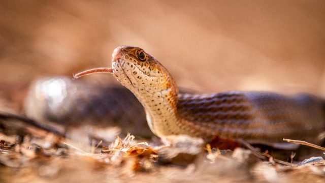 16 Ιουλίου: Παγκόσμια Ημέρα Φιδιού – Τιμώντας ένα «παρεξηγημένο» ερπετό