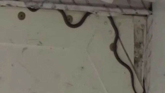 Τρόμος σε πτήση: Φίδι εμφανίστηκε σε αεροπλάνο – Βγήκε από βαλίτσα επιβάτη (video)