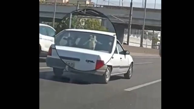 Αττική Οδός: Άνδρας μεταφέρει δύο γίδια μέσα σε Ι.Χ.! (video)