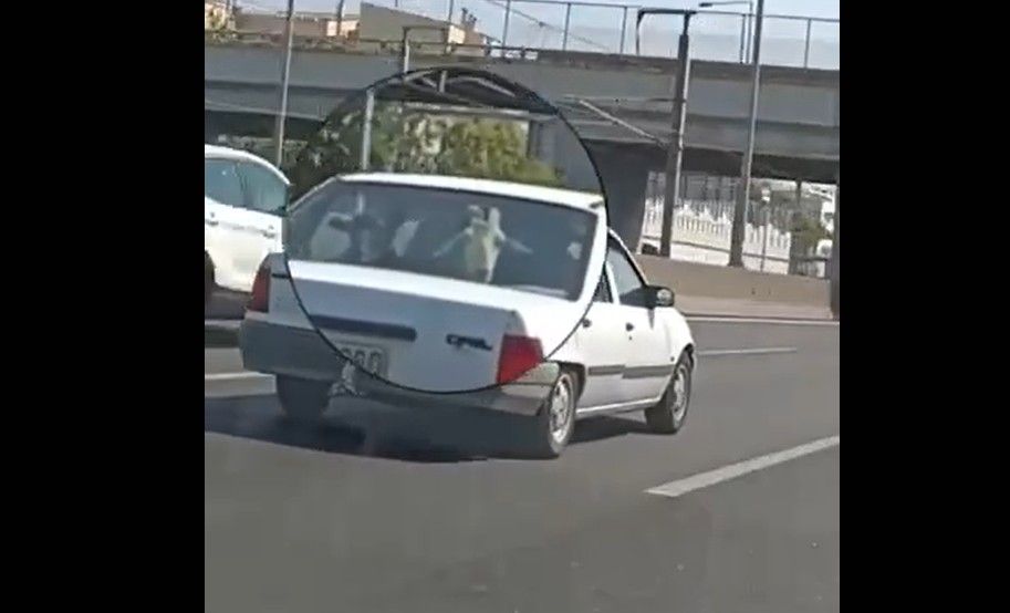 viral βίντεο με γίδια στην Αττική Οδό