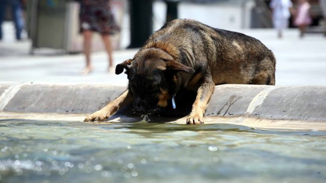Καιρός: Έρχεται βαρύ κύμα καύσωνα – Πάνω από 42 βαθμούς από την Κυριακή – Ποιες περιοχές θα αντιμετωπίσουν μεγαλύτερο πρόβλημα;