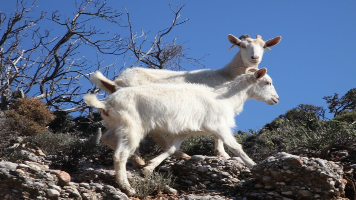 Σκάνδαλο ΟΠΕΚΕΠΕ: Ενοχή για 13 κατηγορούμενους εισηγείται η Ευρωπαία εισαγγελέας