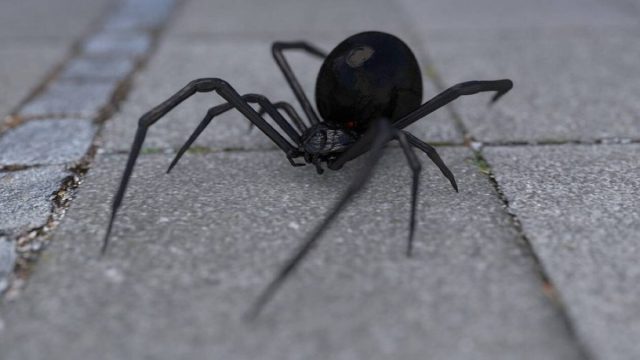 Συναγερμός στα Τρίκαλα: Στο νοσοκομείο άνδρας από τσίμπημα «μαύρης χήρας» – Τι είναι και πώς να προφυλαχθείτε