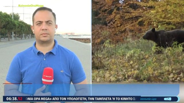 Ανησυχία στη Θεσσαλονίκη: Αρκούδα κάνει επιδρομές σε μελίσσια και αγροκτήματα
