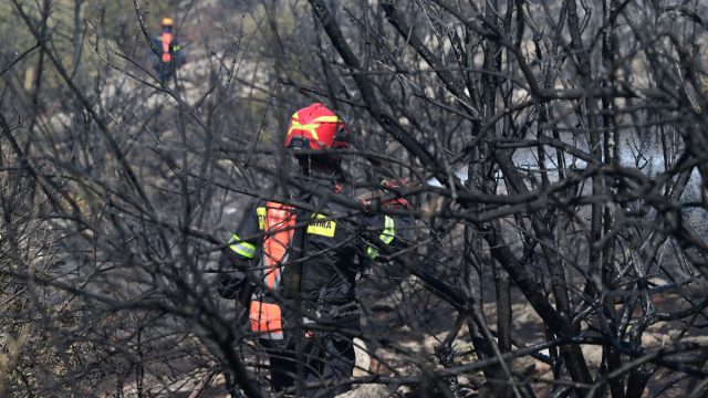 Φωτιά στην Πολυτεχνειούπολη: Από αδήλωτα μελίσσια ξεκίνησε η πυρκαγιά – Πρόστιμο στον Πρύτανη του ΕΚΠΑ