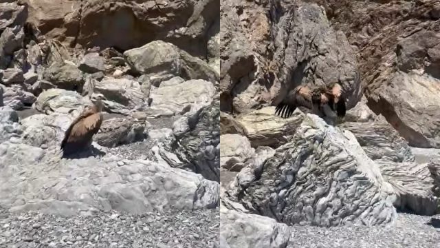 Κρήτη: Γυπαετός εντοπίστηκε ανήμπορος να πετάξει σε θάλασσα