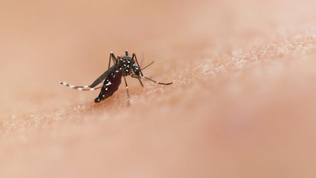 Νέα ανακάλυψη: Τα βακτήρια της Κρήτης «όπλο» στη μάχη κατά των κουνουπιών