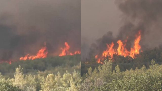 Εκτός ελέγχου η φωτιά στον Ωρωπό: Καίγεται παρθένο δάσος – Κυκλοφοριακές ρυθμίσεις