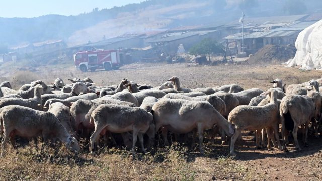 Σε επιφυλακή για την ευλογιά των αιγοπροβάτων: Τα μέτρα που παίρνει η κυβέρνηση