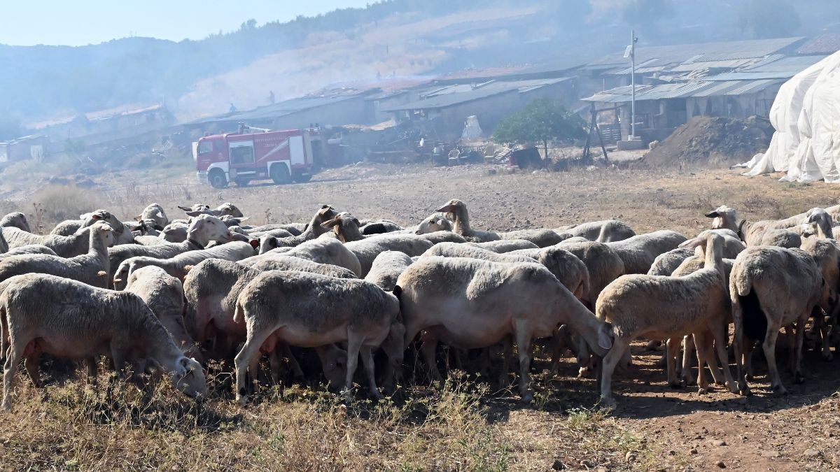 Σε επιφυλακή για την ευλογιά των αιγοπροβάτων: Τα μέτρα που παίρνει η κυβέρνηση