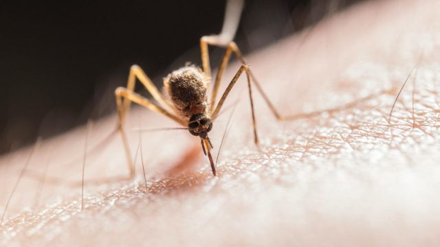 Συναγερμός για τον ιό του Δυτικού Νείλου στο Πέραμα: Υψηλός κίνδυνος για τους κατοίκους
