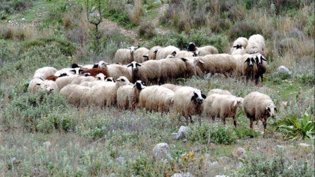 ΟΠΕΚΕΠΕ: Μεγαλοεπιδοτούμενοι κτηνοτρόφοι δηλώνουν ανύπαρκτα κοπάδια, με τις απώλειες να χρεώνονται στους κακούς… λύκους