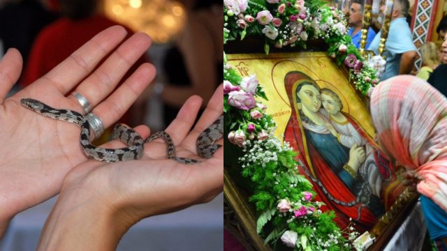 Εμφανίστηκαν και φέτος τα φιδάκια της Παναγίας στην Κεφαλονιά – Viral βίντεο στο TikTok