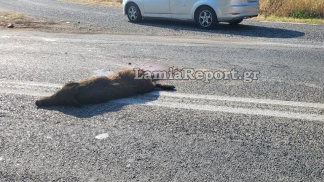 Τροχαίο με αγριογούρουνο στη Λαμία – Φορτηγό έπεσε πάνω του