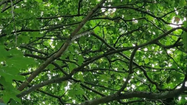 Οπτική ψευδαίσθηση: Μπορείς να εντοπίσεις το πουλί στην εικόνα μέσα σε 5 δευτερόλεπτα;