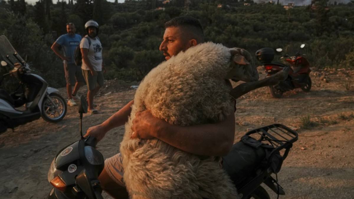Μια εικόνα, όλη η ανθρωπιά: Ο νεαρός που κουβάλησε στην αγκαλιά του ένα πρόβατο για να σωθεί από την πύρινη κόλαση