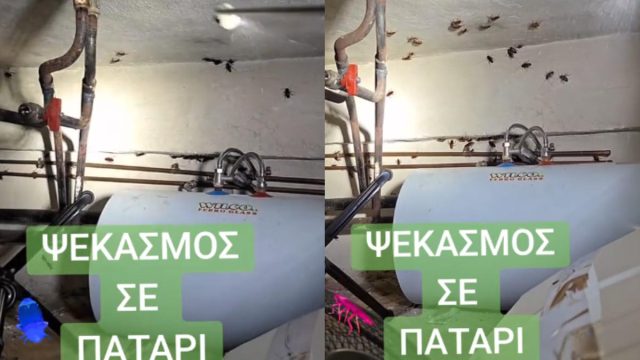 Σαρώνει το βίντεο στο TikTok με την απεντόμωση κατσαρίδων σε αθηναϊκό πατάρι – Έχει μισό εκατομμύριο views