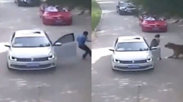 Τραγωδία στο Πεκίνο: Τίγρης επιτέθηκε θανάσιμα σε γυναίκα μπροστά στην οικογένειά της – Το σοκαριστικό ντοκουμέντο