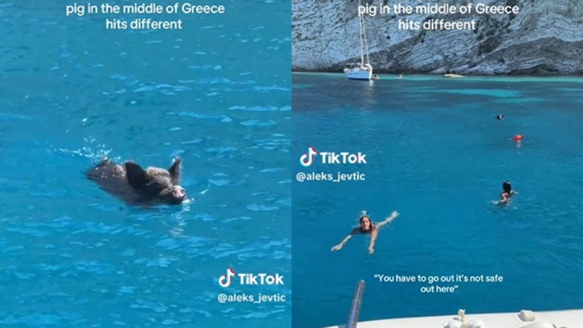 Αγριογούρουνο κολυμπάει με τουρίστες: Το viral βίντεο στο Tik Tok που έρχεται από την Ιθάκη