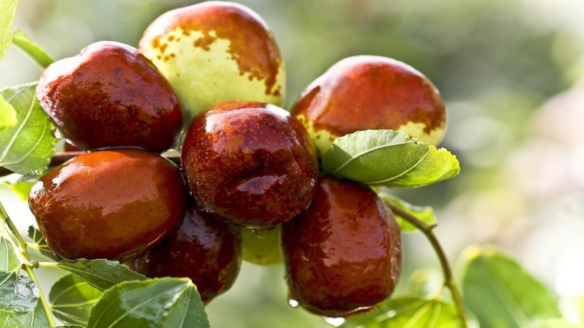 Τζίτζιφα: Το νέο superfood που καλλιεργείται στην Έδεσσα – Ποια είναι η θρεπτική του αξία
