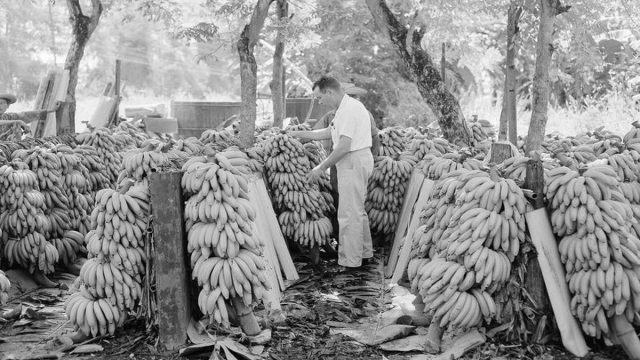 Σαν σήμερα, 08 Σεπτεμβρίου 1919: Αμερικανοί πεζοναύτες εισβάλουν στην Ονδούρα για να προστατέψουν την… μπανάνα