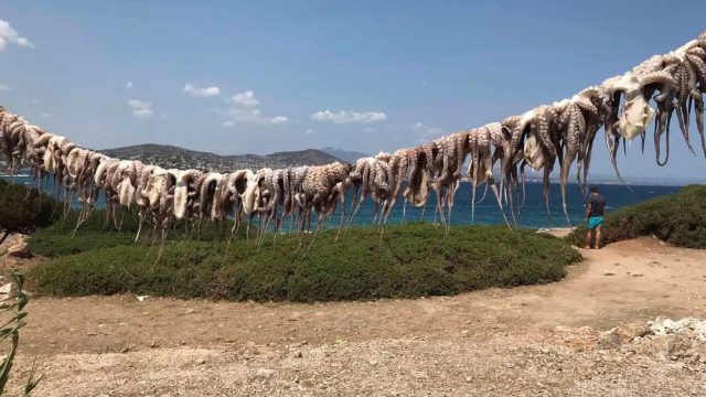 Γευστική απόδραση στην «Χαμολιά»: Το απόλυτο καλοκαιρινό σκηνικό στο Πόρτο Ράφτη