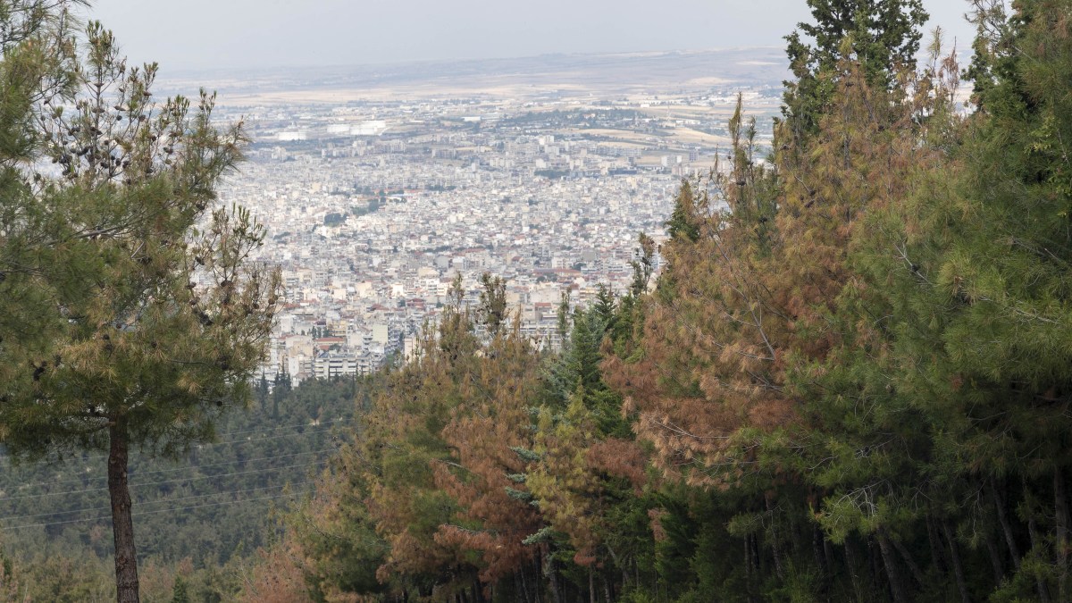 Θεσσαλονίκη: Έσφαξε αρνί στο Σέιχ Σου για να τιμήσει το κουρμπάνι – Του ασκήθηκε κακουργηματική δίωξη