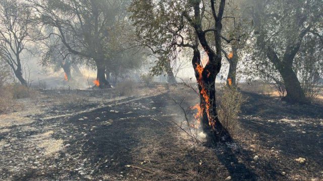 Λέσβος: Συνελήφθη νεαρός για την φωτιά στη Βρίσα, που έκαψε 1.800 στρέμματα