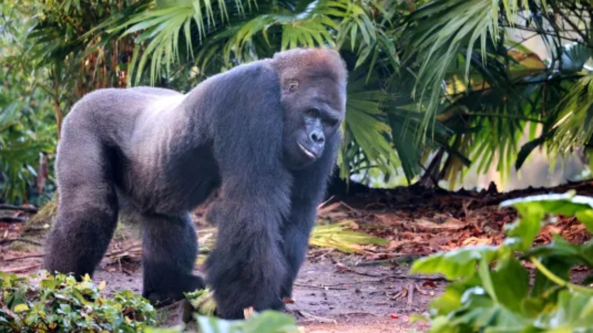 Πέθανε ο Τζίνο, ο γηραιότερος γορίλας του Animal Kingdom – Το συγκινητικό «ευχαριστώ» της Disney