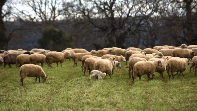 «Καμπανάκι» για lockdown – Ξεκινούν οι 10 κρίσιμες ημέρες μάχης κατά της ευλογιάς των αιγοπροβάτων