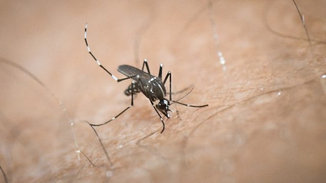ΕΟΔΥ: Πέντε νεκροί από τον ιό του Δυτικού Νείλου και έξι νέα κρούσματα