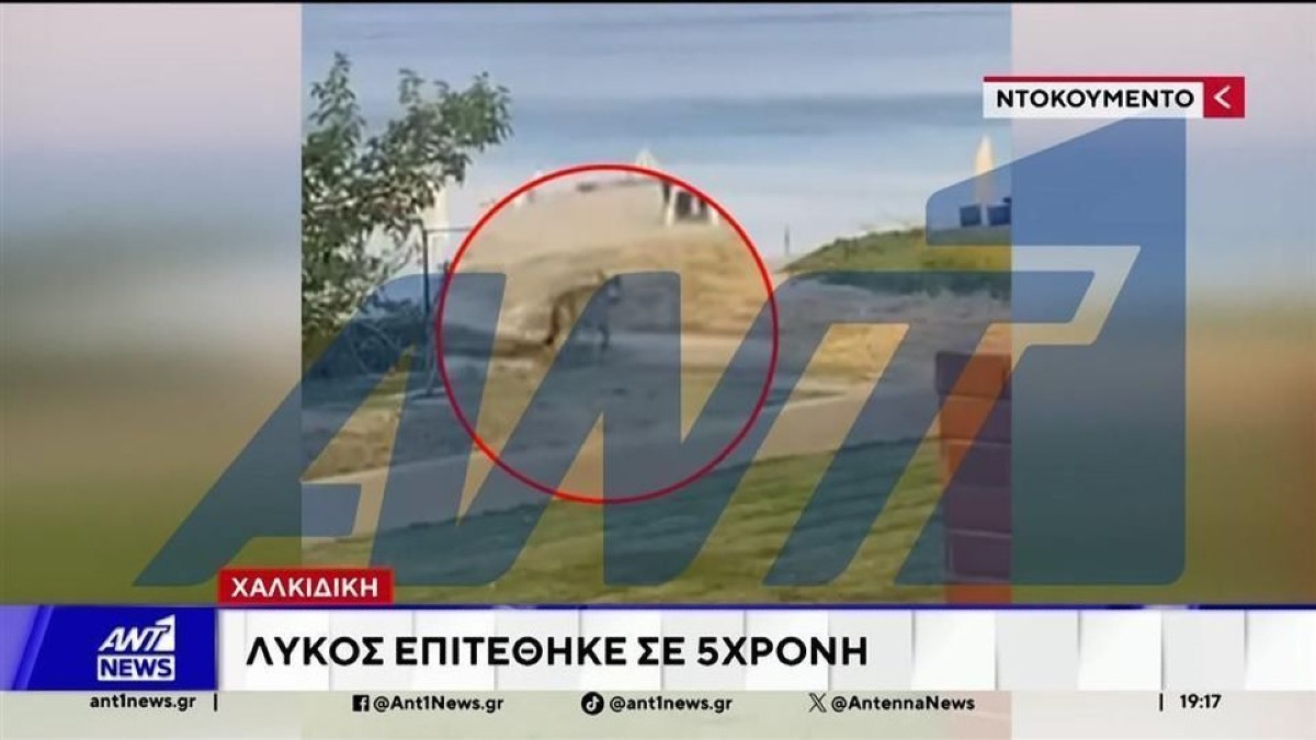 Χαλκιδική: Βίντεο με τον λύκο που επιτέθηκε στο 5χρονο κοριτσάκι
