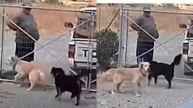 Φρίκη στη Λήμνο: Εγκατέλειψαν σκύλους πετώντας τους σε κυνοκομείο – Έρευνα για την ταυτοποίηση των δραστών