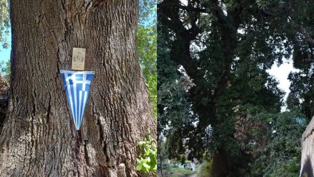 Μεσσηνία: Κινδυνεύει η αιωνόβια βελανιδιά, σύμβολο της Ελληνικής Επανάστασης